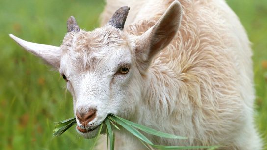 Silase Pakan Kambing Hamil Sehat