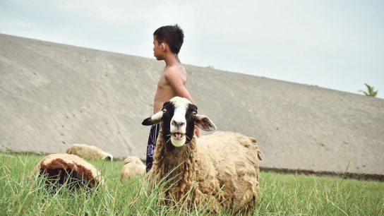 Makanan Kambing Daun Berkhasiat