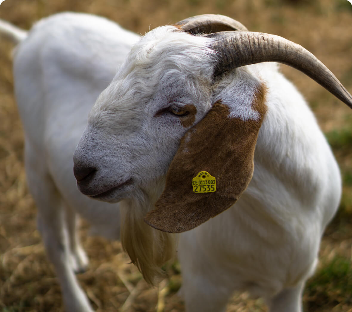 nutrisi pakan kambing boer