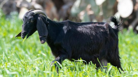 Jenis Bahan Pakan Silase Kambing