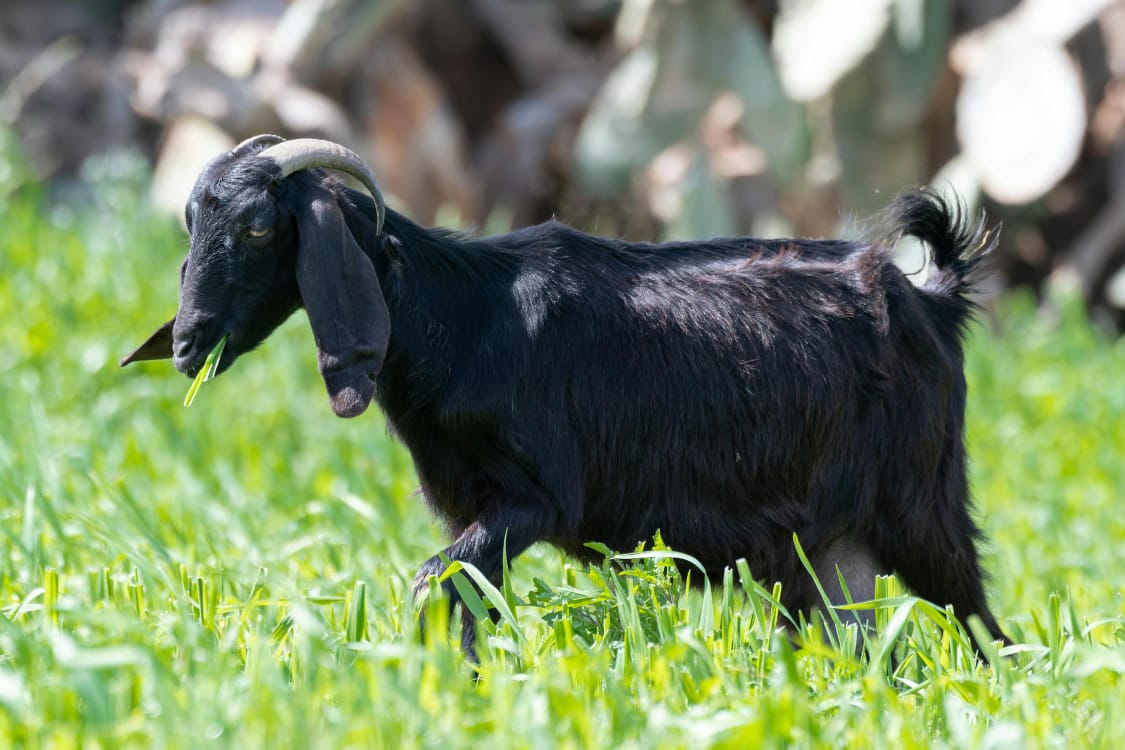Jenis Bahan Pakan Silase Kambing