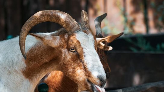 Budidaya Pakan Hijauan Kambing