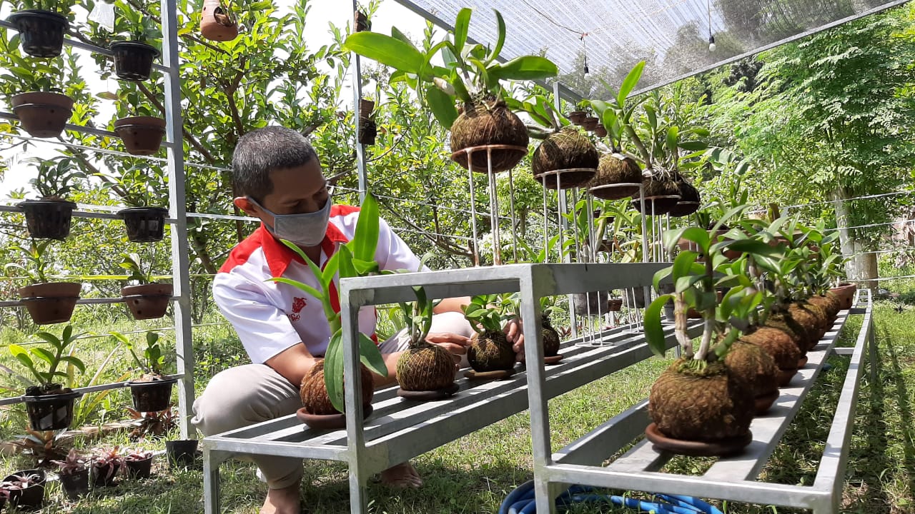 sabut kelapa untuk tanaman