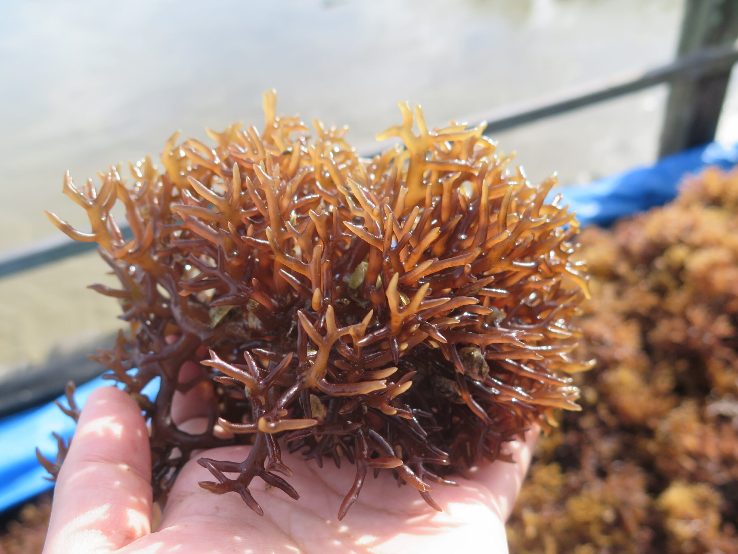 Kandungan Gizi Rumput Laut