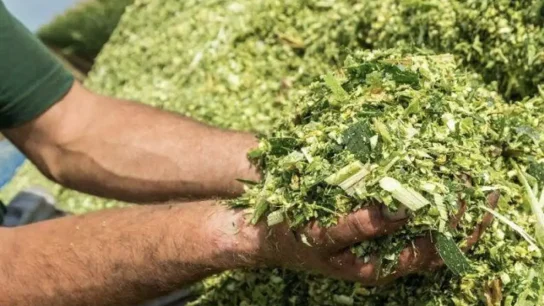 Kelebihan dan Kekurangan Silase