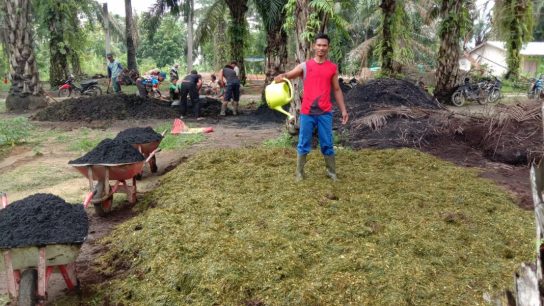 keunggulan pelepah sawit untuk pakan sapi