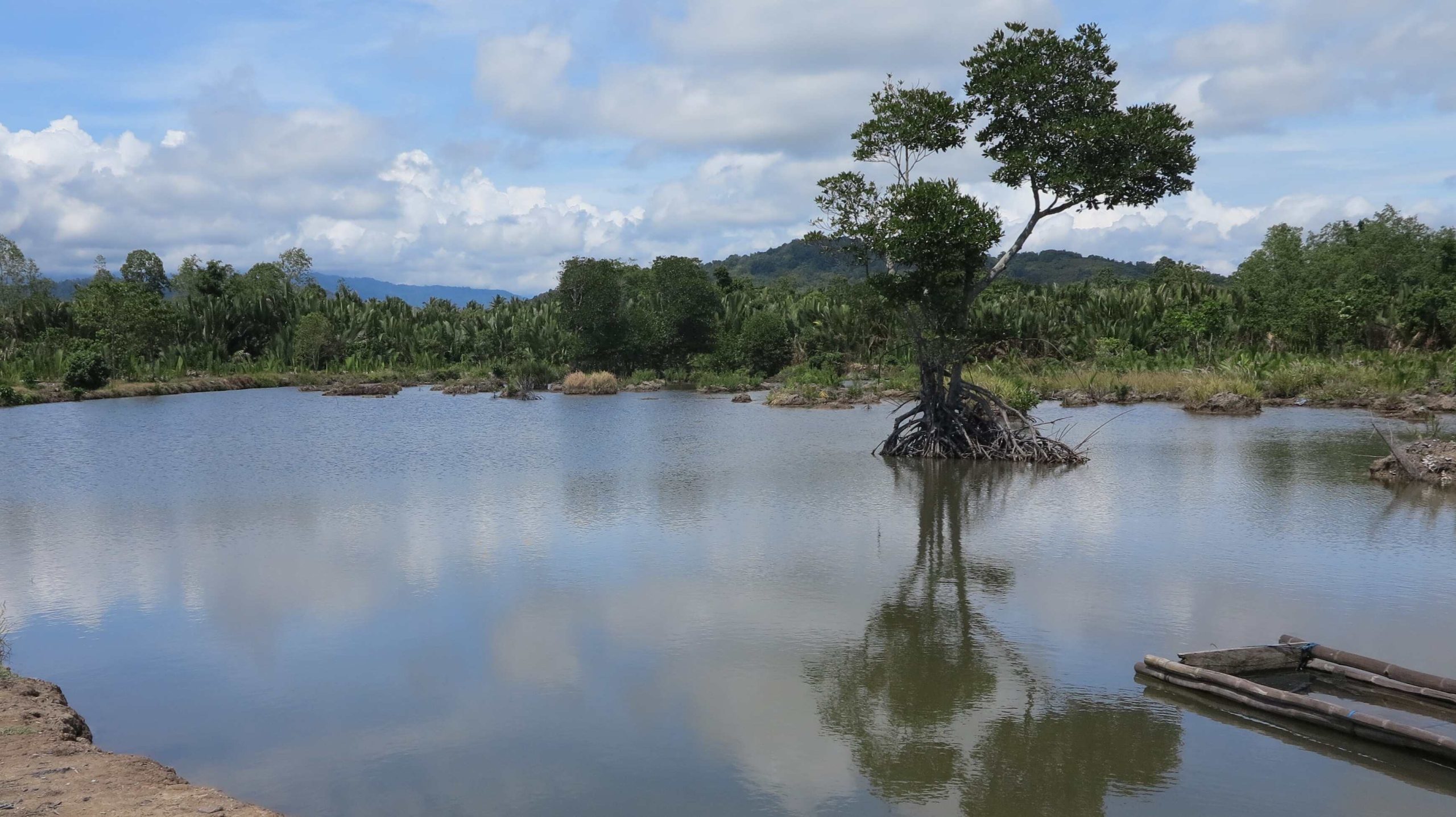 harga rumput laut tambak