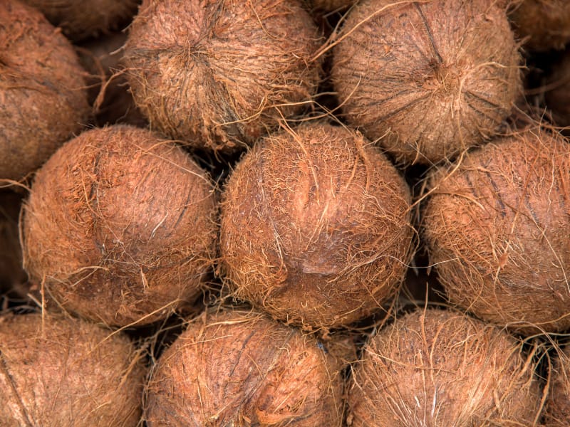 bisnis ekspor kelapa
