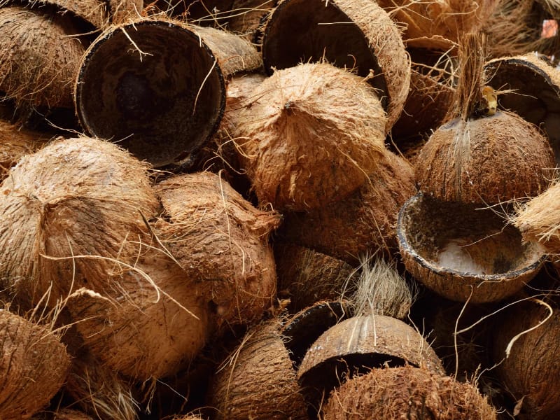 bisnis ekspor kelapa