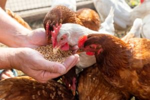 Macam-Macam Pakan Ayam