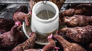 Ayam Pakan Ternak