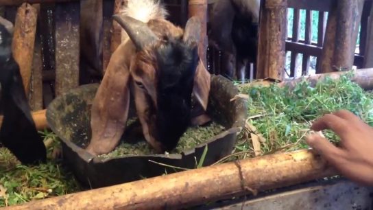 Jenis Jenis Rumput Pakan Kambing