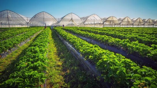 peluang pembuatan greenhouse