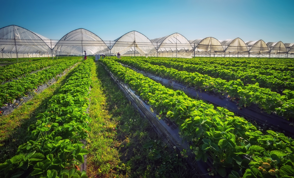 peluang pembuatan greenhouse