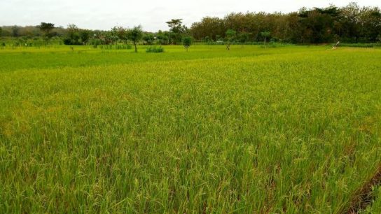 Penggiling mesin padi