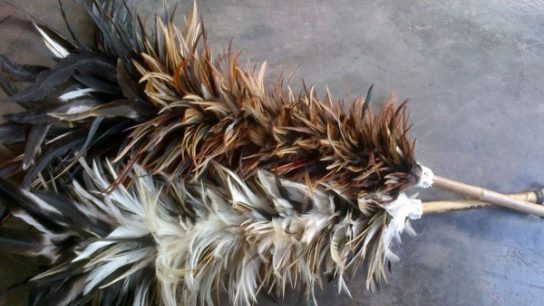 Manfaat merontokan bulu ayam