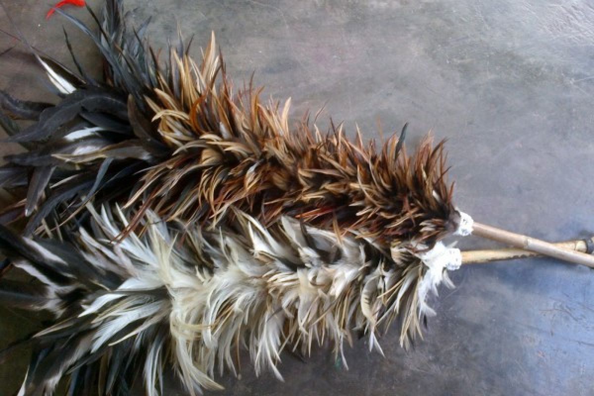 Manfaat merontokan bulu ayam