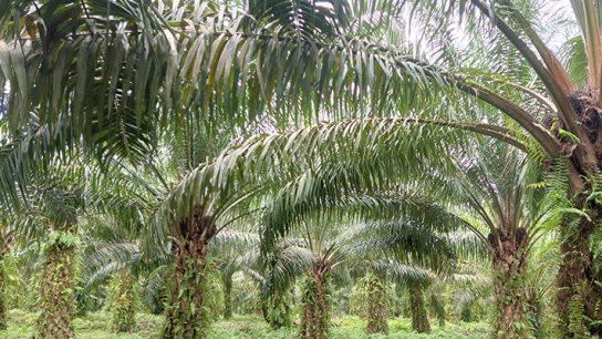 peluang bisnis pelepah sawit