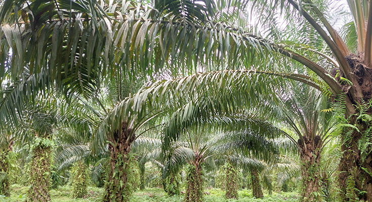 peluang bisnis pelepah sawit