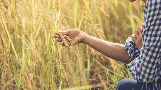 bisnis pemecah kulit padi