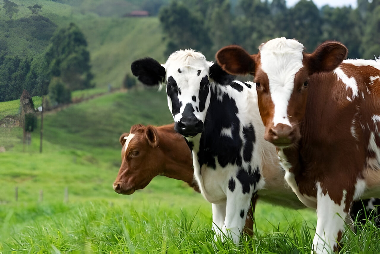 sapi potong dan sapi perah