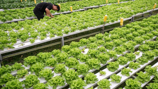 Pengelolaan Bahan Pangan Lokal Berkelanjutan Efisien Produktif