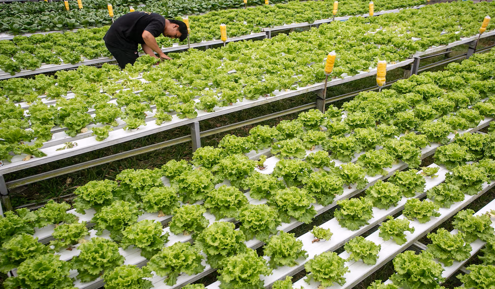 Pengelolaan Bahan Pangan Lokal Berkelanjutan Efisien Produktif