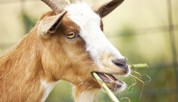 rumput bagus untuk kambing