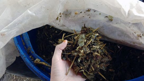 cara buat silase rumput