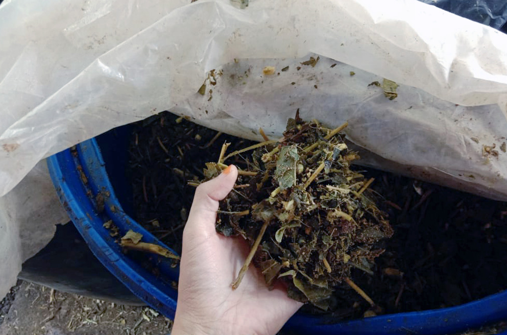 cara buat silase rumput