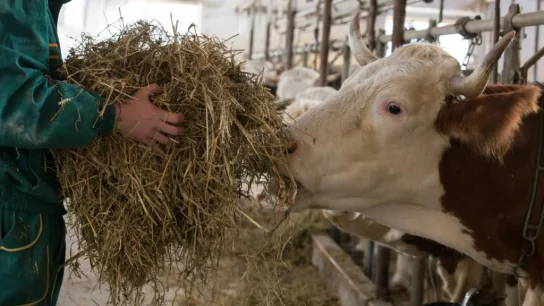 pakan ternak hasil maksimal