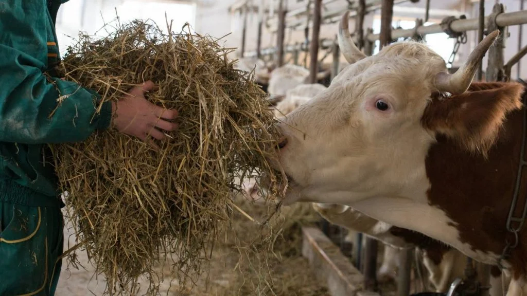 pakan ternak hasil maksimal