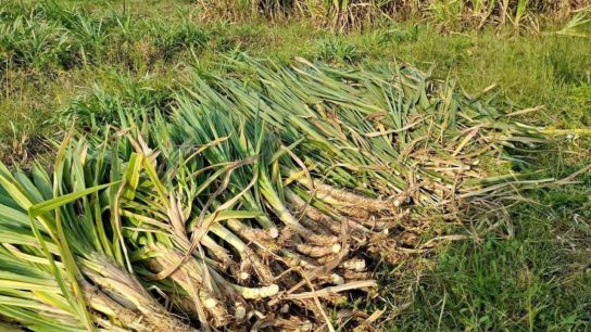 rumput panen cepat ternak