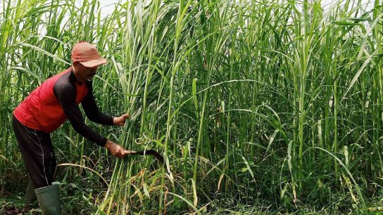 pengeringan rumput metode cepat