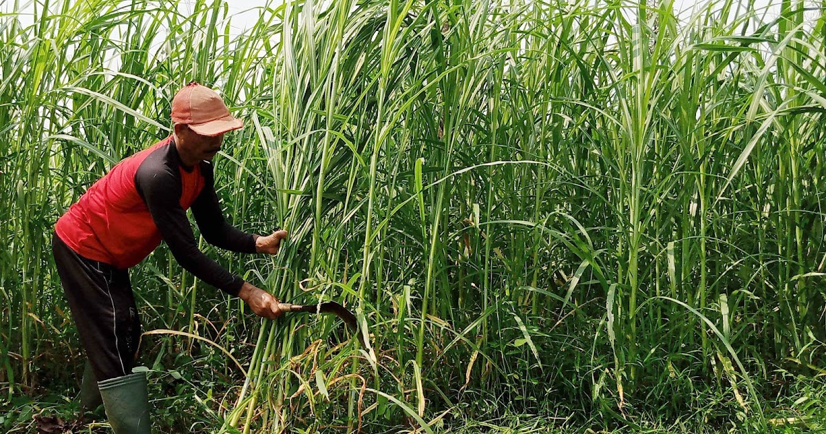 pengeringan rumput metode cepat