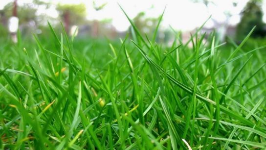 rumput tahan musim kemarau