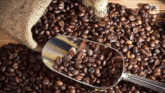 Contoh Biji Biji Kopi