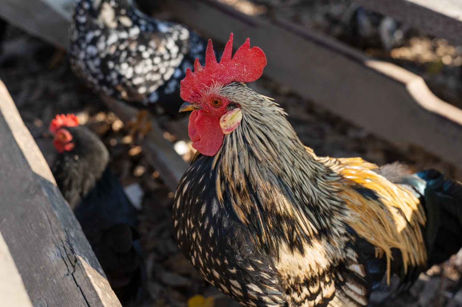 ayam