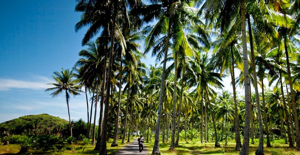 Wilayah Agribisnis Kelapa Indonesia