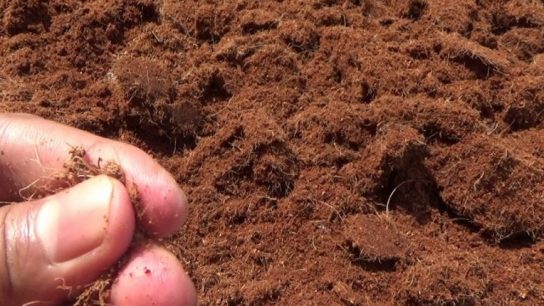 pengolahan sabut kelapa segar