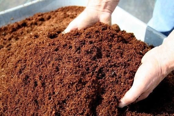 Cara Bikin Cocopeat dari Sabut Kelapa