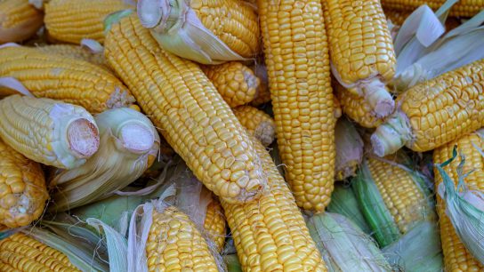 mesin pemipil jagung modern