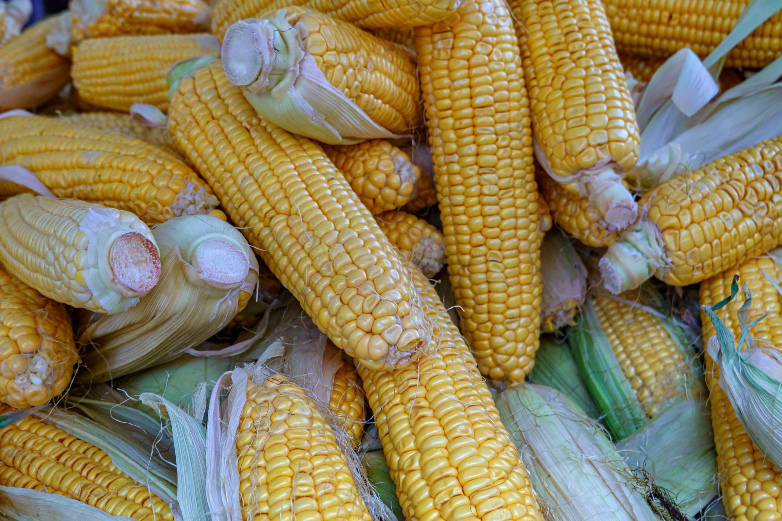 mesin pemipil jagung modern
