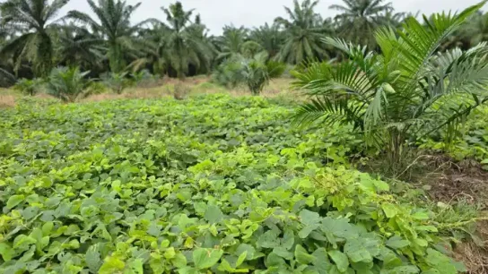 Tanaman Pueraria javanica sebagai penutup tanah yang tumbuh merambat dan membentuk hamparan hijau di area perkebunan.