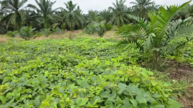 Tanaman Pueraria javanica sebagai penutup tanah yang tumbuh merambat dan membentuk hamparan hijau di area perkebunan.