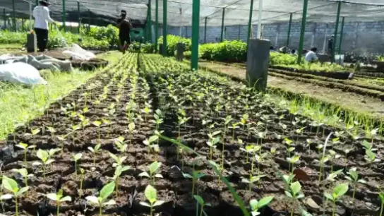 Bibit tanaman sehat dalam polybag di area persemaian untuk mendukung penanaman dan reklamasi lahan