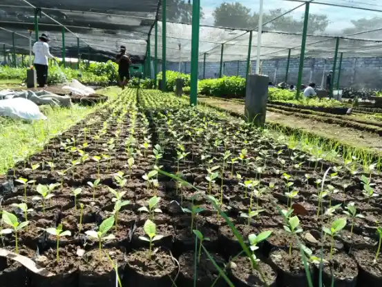 Bibit tanaman sehat dalam polybag di area persemaian untuk mendukung penanaman dan reklamasi lahan