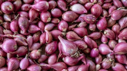persiapan bawang untuk produksi