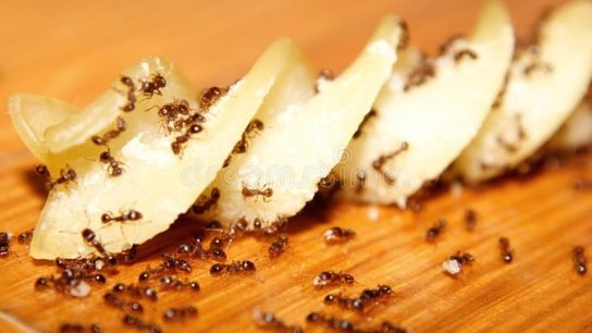 cara mencegah makanan terkena semut