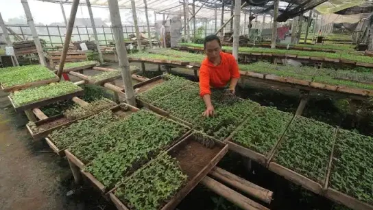 Penyediaan benih tanaman untuk lahan